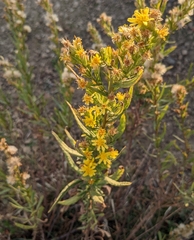 Dittrichia viscosa