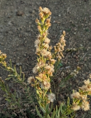 Dittrichia viscosa