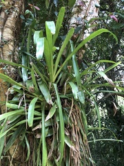 Bromelioideae