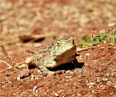 Agama aculeata