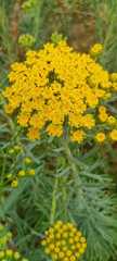 Achillea filipendulina
