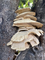 Laetiporus gilbertsonii