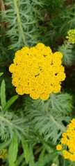 Achillea filipendulina