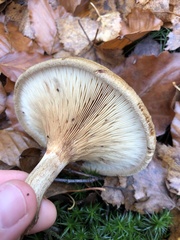 Clitopilus