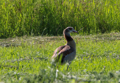 Alopochen aegyptiaca