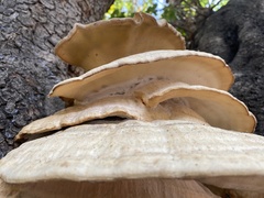 Laetiporus gilbertsonii