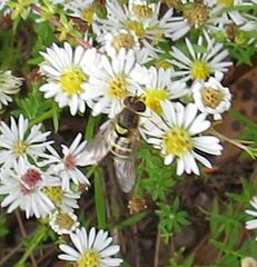 Syrphus