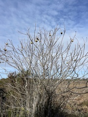 Andricus quercuscalifornicus