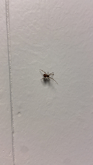 Steatoda triangulosa