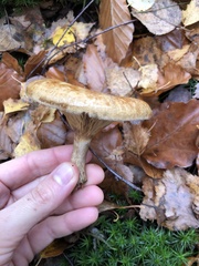 Clitopilus
