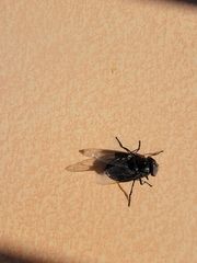 Copestylum violaceum