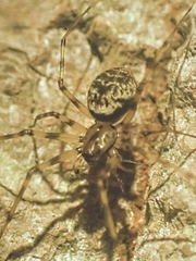 Drapetisca alteranda