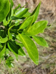 Canthium suberosum