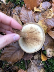 Clitopilus