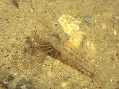 Palaemon macrodactylus