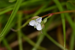 Murdannia loriformis
