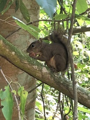 Sciurus aestuans