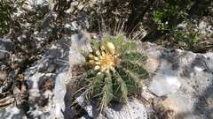 Ferocactus echidne victoriensis