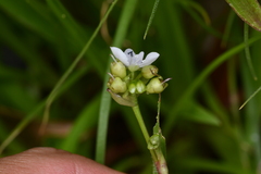 Murdannia loriformis