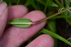 Murdannia loriformis