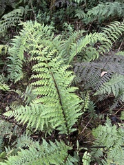 Asplenium acuminatum