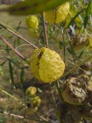 Gomphocarpus physocarpus