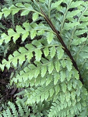 Asplenium acuminatum