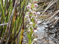 Disa obtusa