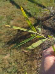 Gomphocarpus physocarpus