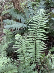 Asplenium acuminatum