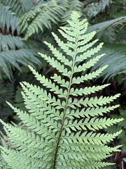 Asplenium acuminatum