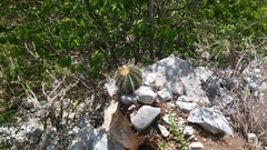 Ferocactus echidne victoriensis