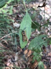 Pennisetia marginatum