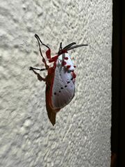 Trosia nigropunctigera