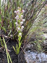 Disa obtusa