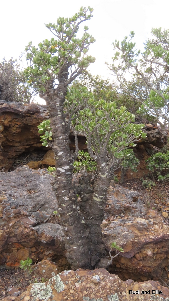 Jade Plant