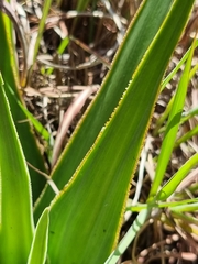 Schizocarphus nervosus