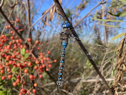 iNaturalist observation photo of Blue-eyed Darner