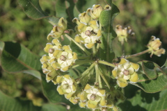 Xysmalobium undulatum