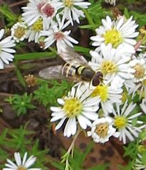 Syrphus