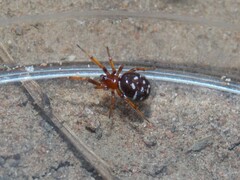 Steatoda punctulata