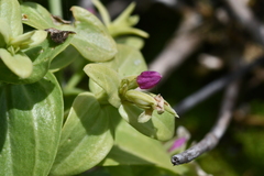 Centaurium japonicum