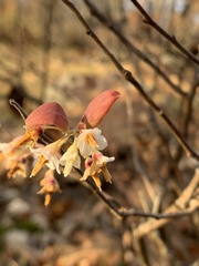 Vaccinium stamineum