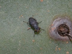 Stictomyia longicornis