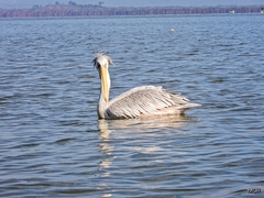 Pelecanus rufescens
