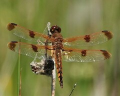 Libellula semifasciata