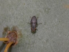Stictomyia longicornis
