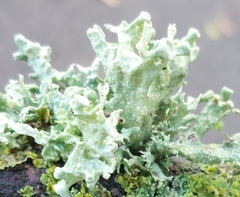 Ramalina fastigiata