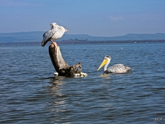 Pelecanus rufescens