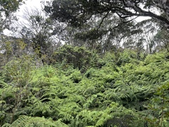 Pseudophegopteris keraudreniana